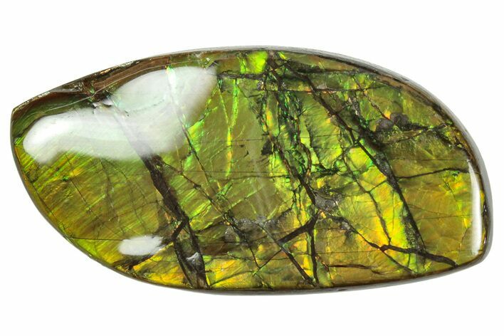 Flashy Ammolite (Fossil Ammonite Shell) - Greens & Yellows #357641